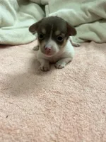 Spotty, a male Chihuahua and Pomeranian for sale in Danielsville, GA – 1 of 2