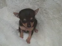B.J., a male Chihuahua for sale in Danielsville, GA – 1 of 10