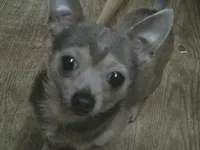 B.J., a male Chihuahua for sale in Danielsville, GA – 9 of 10