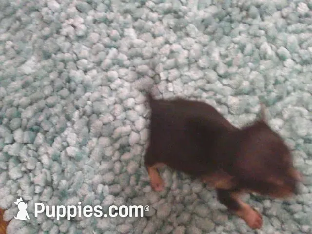 B.J., a male Chihuahua for sale in Danielsville, GA – 8 of 10