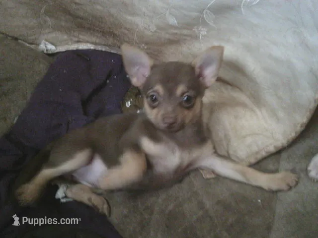 Candy – Chihuahua, Pomeranian puppy for sale in Danielsville, GA