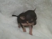 B.J., a male Chihuahua for sale in Danielsville, GA – 4 of 10