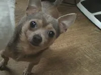 B.J., a male Chihuahua for sale in Danielsville, GA – 10 of 10