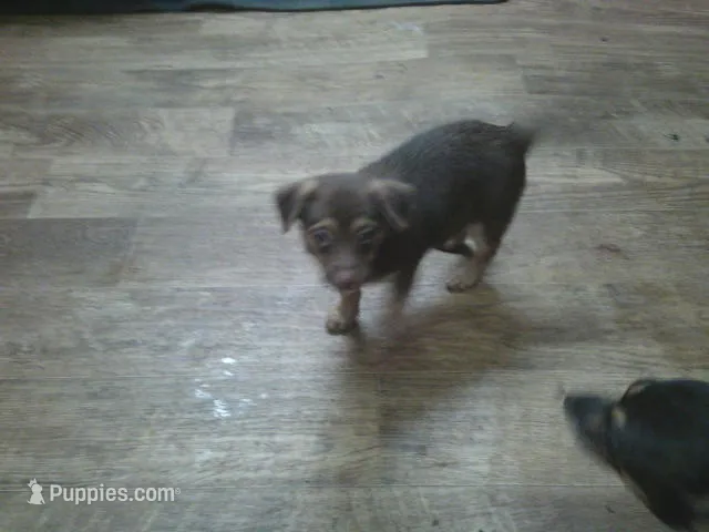 Bubba – Chihuahua puppy for sale in Danielsville, GA