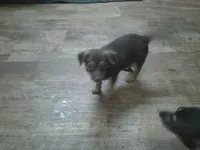 Bubba, a male Chihuahua for sale in Danielsville, GA – 1 of 3