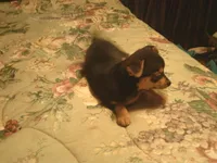 Pixie, a female Chihuahua and Pomeranian for sale in Danielsville, GA – 2 of 2