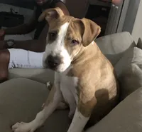 Max, a male American Pit Bull Terrier for sale in Tampa, FL – 1 of 4
