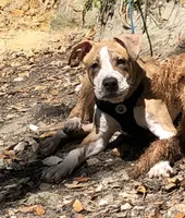 Max, a male American Pit Bull Terrier for sale in Tampa, FL – 4 of 4