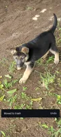 Candace , a female Belgian Malinois and German Shepherd Dog for sale in Elverta, CA – 2 of 3