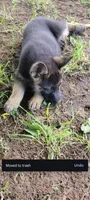 Candace , a female Belgian Malinois and German Shepherd Dog for sale in Elverta, CA – 3 of 3