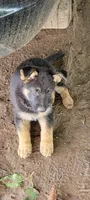 Jenny, a female Belgian Malinois and German Shepherd Dog for sale in Elverta, CA – 1 of 2