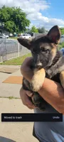 Jenny, a female Belgian Malinois and German Shepherd Dog for sale in Elverta, CA – 2 of 2