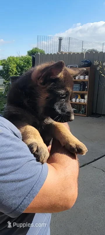 Candace  – Belgian Malinois, German Shepherd Dog puppy for sale in Elverta, CA