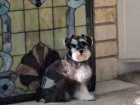 Chocolate Truffle, a  Miniature Schnauzer for sale in Huntsville, TX – 2 of 2