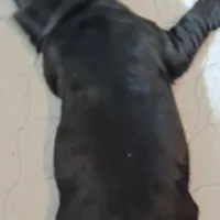 Coal, a male Miniature Schnauzer for sale in Huntsville, TX – Photo 6 of 6