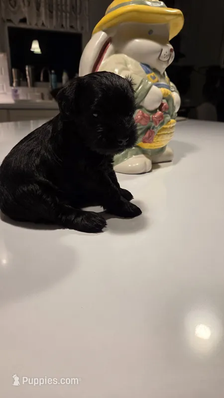 Coal – Miniature Schnauzer puppy for sale in Huntsville, TX
