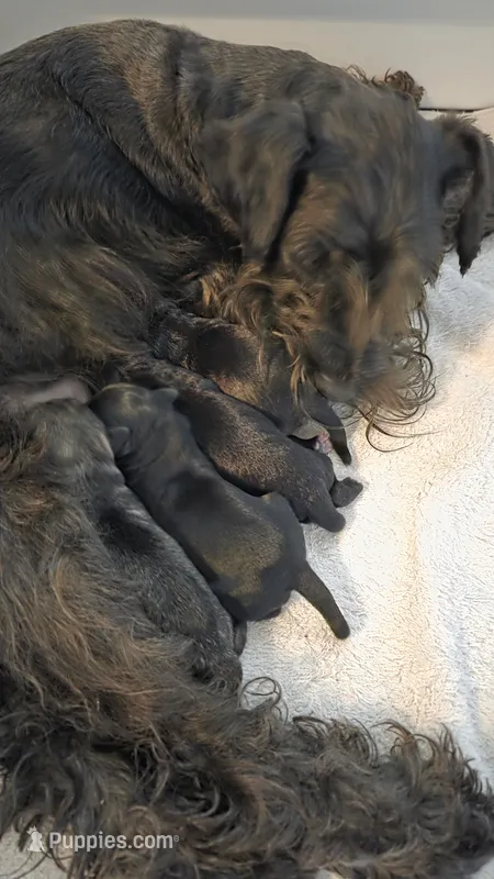 Bud – Miniature Schnauzer puppy for sale in Huntsville, TX