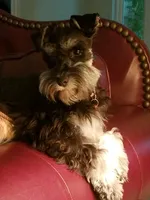 Ebby, a  Miniature Schnauzer for sale in Huntsville, TX – 1 of 2