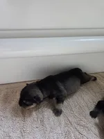 Lady Liberty, a female Miniature Schnauzer for sale in Huntsville, TX – 2 of 4