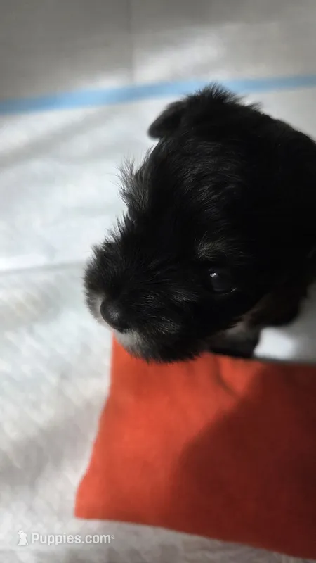 Firecracker – Miniature Schnauzer puppy for sale in Huntsville, TX