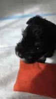 Unforgettable Little Molly, a female Miniature Schnauzer for sale in Huntsville, TX – 1 of 6