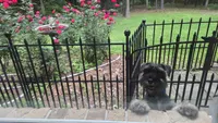 Bud, a male Miniature Schnauzer for sale in Huntsville, TX – 3 of 3