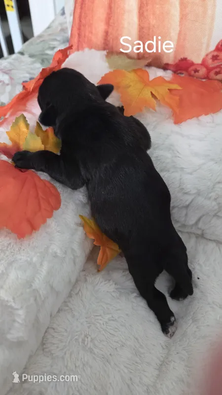 Sadie – Miniature Schnauzer puppy for sale in Huntsville, TX