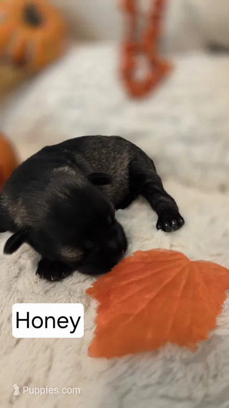 Honey – Miniature Schnauzer puppy for sale in Huntsville, TX