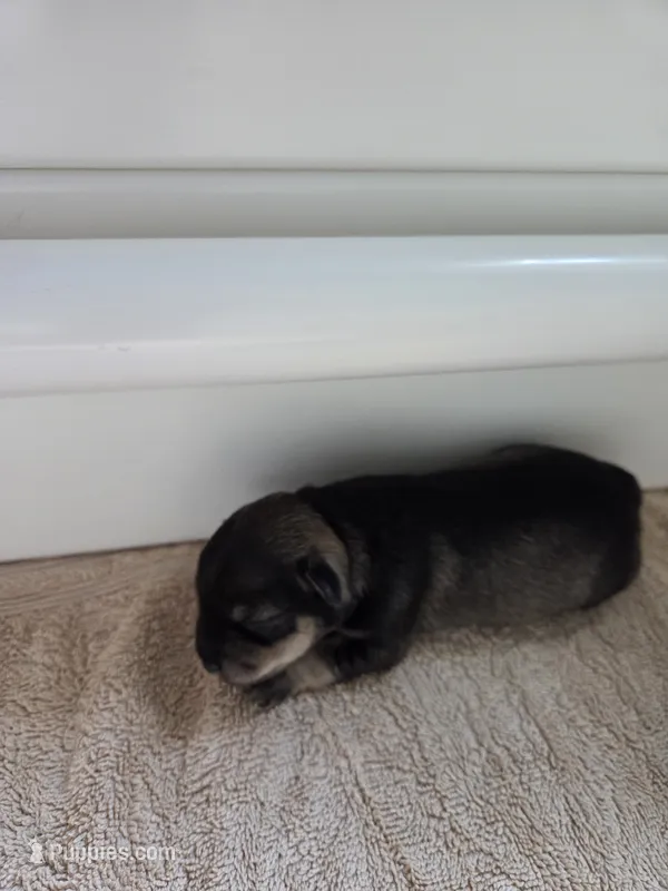 Lady Liberty – Miniature Schnauzer puppy for sale in Huntsville, TX