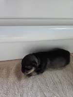 Lady Liberty, a female Miniature Schnauzer for sale in Huntsville, TX – 1 of 4