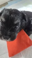 Unforgettable Little Molly, a female Miniature Schnauzer for sale in Huntsville, TX – 3 of 6