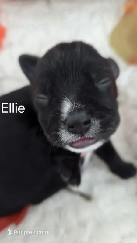Ellie – Miniature Schnauzer puppy for sale in Huntsville, TX