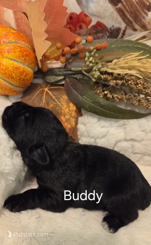 Buddy – Miniature Schnauzer puppy for sale in Huntsville, TX