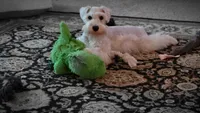 Gracie, a  Miniature Schnauzer for sale in Huntsville, TX – 2 of 4