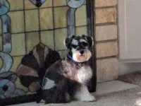 Valentine, a female Miniature Schnauzer for sale in Huntsville, TX – Photo 2 of 2