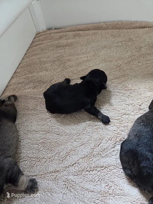 Firecracker – Miniature Schnauzer puppy for sale in Huntsville, TX