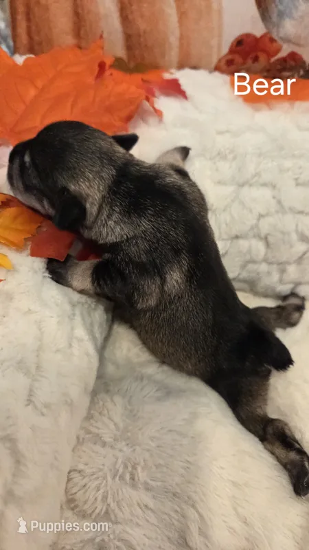 Bear – Miniature Schnauzer puppy for sale in Huntsville, TX