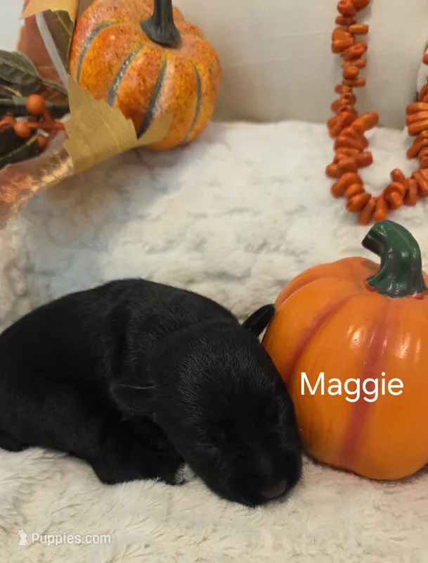 Maggie – Miniature Schnauzer puppy for sale in Huntsville, TX