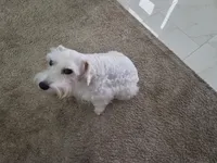 Gracie, a  Miniature Schnauzer for sale in Huntsville, TX – 3 of 4