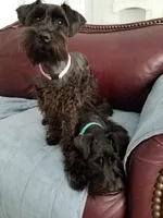 Coal, a male Miniature Schnauzer for sale in Huntsville, TX – Photo 4 of 5