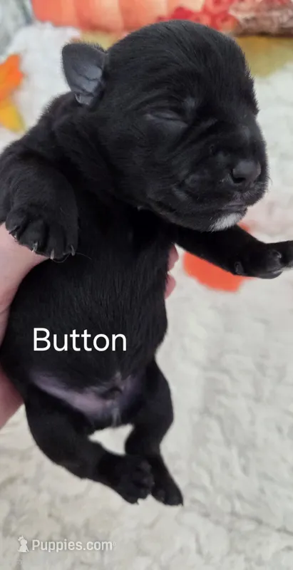 Button – Miniature Schnauzer puppy for sale in Huntsville, TX