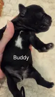 Buddy, a male Miniature Schnauzer for sale in Huntsville, TX – 2 of 4