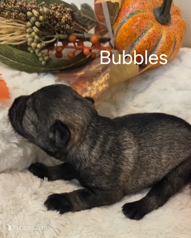 Bubbles – Miniature Schnauzer puppy for sale in Huntsville, TX