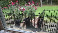 Bud, a male Miniature Schnauzer for sale in Huntsville, TX – 2 of 3