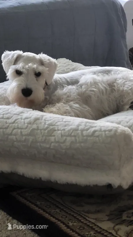 Gracie – Miniature Schnauzer puppy for sale in Huntsville, TX