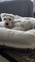 Gracie, a  Miniature Schnauzer for sale in Huntsville, TX – 1 of 4