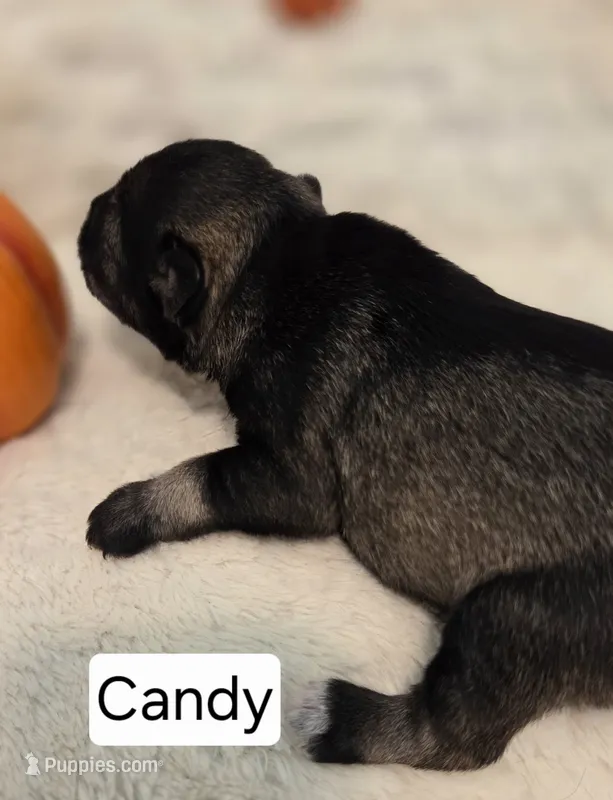 Candy – Miniature Schnauzer puppy for sale in Huntsville, TX
