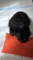 Unforgettable Little Molly, a female Miniature Schnauzer for sale in Huntsville, TX – 2 of 6
