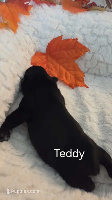 Teddy – Miniature Schnauzer puppy for sale in Huntsville, TX