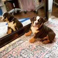 Yuca, a  English Bulldog for sale in Quantico, VA – 4 of 6